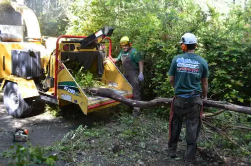 tree services Mexico Beach